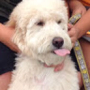 Meet your Posher, Livi